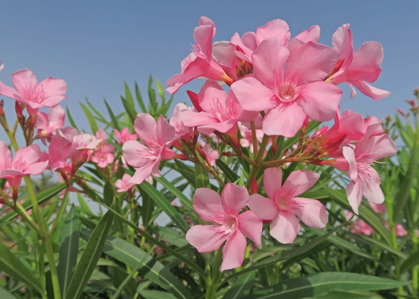 Oleander Oleander