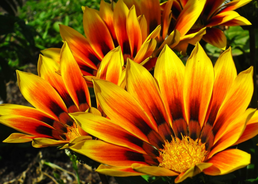 Gazania Gazania