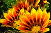 Gazania