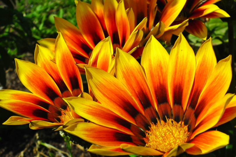 Gazania