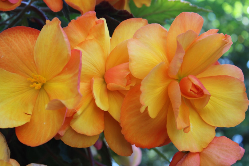 Begonia