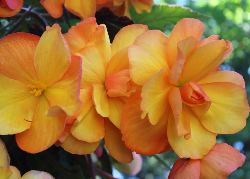 Begonia Begonia