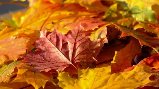 Po co grabić liście i co z nimi później zrobić?