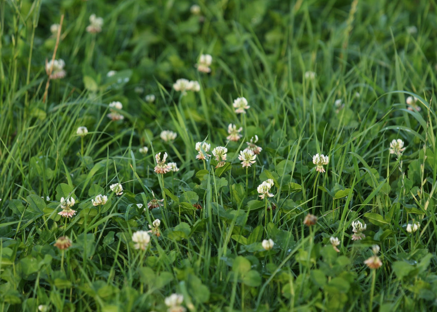 koniczyna na trawniku fot. Schanin - Pixabay