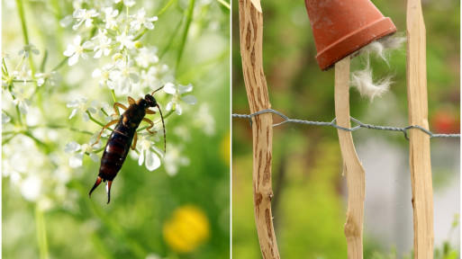 Pułapki na skorki | Które sprawdzą się najlepiej?