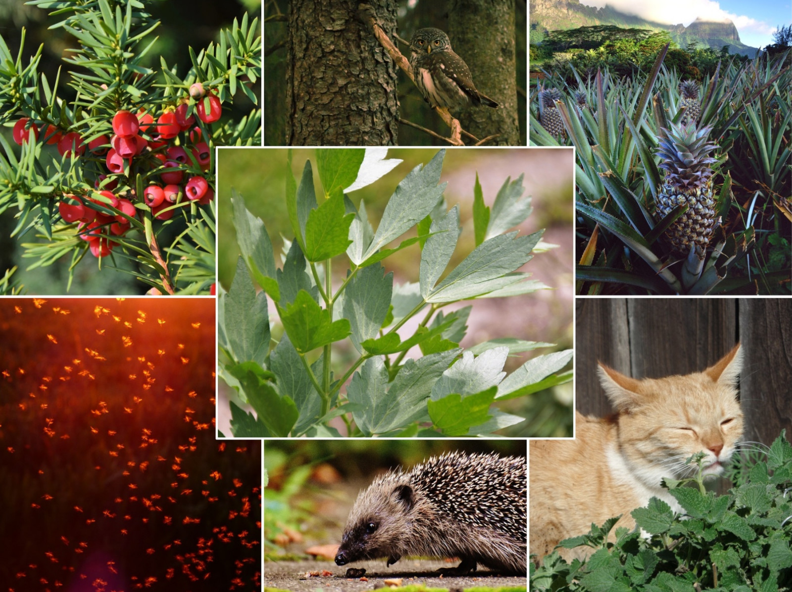Obalamy ogrodowe mity. Dlaczego wciąż wierzymy w przesądy?