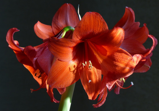 Jak pielęgnować cebulę hippeastrum, by miała...