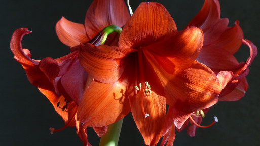 Jak pielęgnować cebulę hippeastrum, by miała piękne kwiaty?