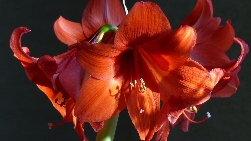 Jak pielęgnować cebulę hippeastrum fot. Hazi54 - Pixabay