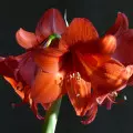 Jak pielęgnować cebulę hippeastrum, by miała piękne kwiaty?