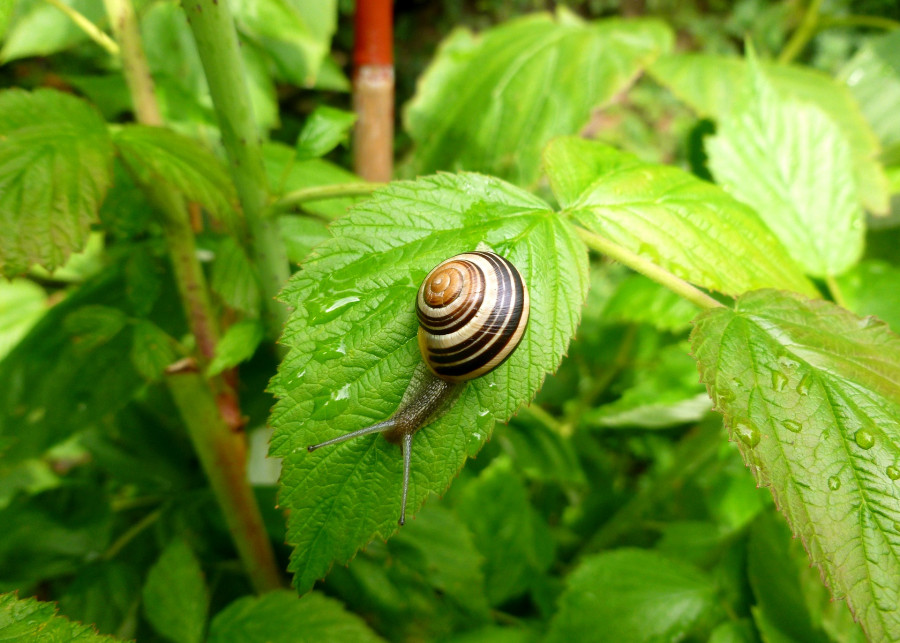 ochrona roślin przed ślimakami fot. Martin Pfennigschmidt Pixabay