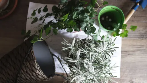Przesadzanie roślin w doniczkach | Jak to robić prawidłowo? Odpowiadamy na pytania!