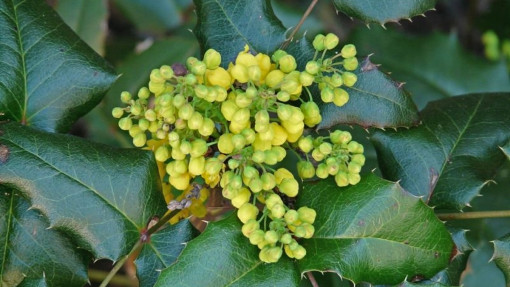 Mahonia bez kwiatów: dlaczego krzew nie kwitnie?