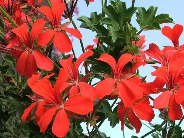 Pelargonia bluszczolistna