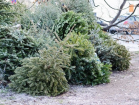 Co zrobić z choinką po Świętach? Ekologiczne pomysły na "drugie życie" świątecznego drzewka