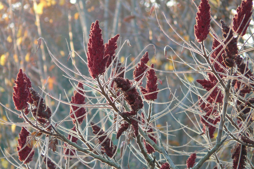 Sumak octowiec (Rhus typhina) w sezonie zdobi ogród pierzastymi liśćmi i wiechowatymi kwiatostanami w kolorze wina, które długo pozostają na wygiętych pędach. Wyglądają najpiękniej, gdy obsypie je świeży śnieg.