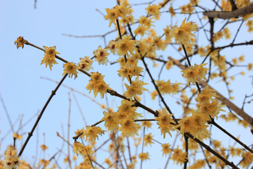 Zimokwiat wczesny (Chimonanthus praecox) to niepozorne, niewielkie drzewo, które zakwita w środku zimy. Dzwonkowate kwiaty wyrastają w kątach pędów lub bezpośrednio z pnia. Rozweselają zimowe dni, bo przypominają trochę małe słoneczka, a w dodatku pięknie pachną!