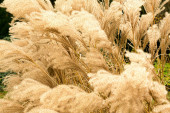 Miskant chiński (Miscanthus sinensis) to wysoka trawa ozdobna. Choć pełnia jej dekoracyjności przypada na jesień, to jeśli pozostawimy źdźbła i wiechy na zimę, będzie oryginalną ozdobą, zwłaszcza gdy pokryje je szron.