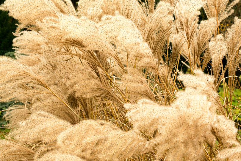 Miskant chiński (Miscanthus sinensis) to wysoka trawa ozdobna. Choć pełnia jej dekoracyjności przypada na jesień, to jeśli pozostawimy źdźbła i wiechy na zimę, będzie oryginalną ozdobą, zwłaszcza gdy pokryje je szron.