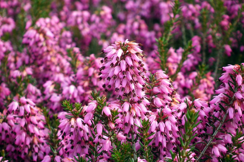 Wrzosiec krwisty (Erica carnea) to bliski kuzyn jesiennego wrzosu, do którego jest łudząco podobny. Kwitnie już pod koniec stycznia na biało, różowo albo czerwono. Późne odmiany kończą kwitnienie dopiero w połowie wiosny.