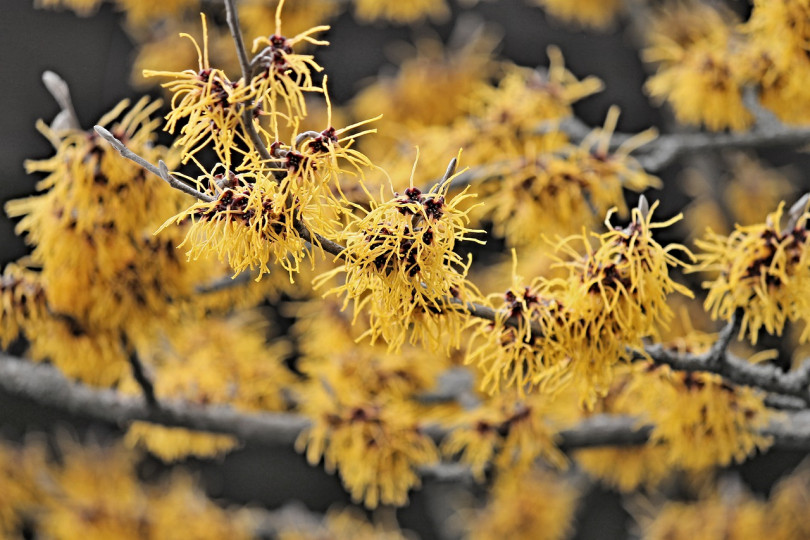 Oczar pośredni (Hamamelis ×intermedia), by zakwitnąć, potrzebuje temperatury powyżej 5 stopni C. Kwiaty, przypominające frędzelkowate pomponiki, pojawiają się czasem już w styczniu. W zależności od odmiany mogą być słoneczno-żółte, ognisto-czerwone lub winno-purpurowe.