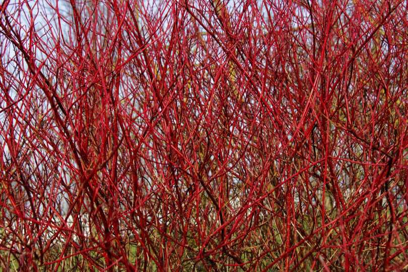 Dereń (Cornus) to rodzaj popularnych krzewów, których kolorowe pędy niektórych odmian pięknie kontrastują z bielą śniegu. Na uwagę zasługuje dereń biały 'Sibirica' i 'Elegantissima' (czerwone pędy), rozłogowy 'Flaviramea' (żółte) oraz świdwa 'Midwinter Fire' (pomarańczowe).