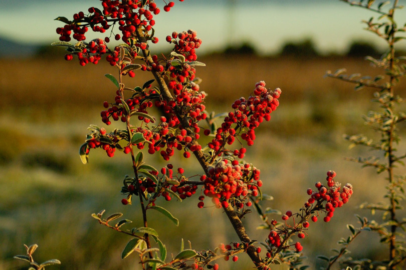 Ognik szkarłatny (Pyracantha coccinea) to niezwykły ozdobny krzew owocowy. Jego cierniste pędy wręcz oblepione są tysiącami maleńkich kuleczek w ognistych kolorach. Nie dość, że są łatwe, to stanowią jeszcze cenny zimowy pokarm dla ptaków.