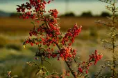 Ognik szkarłatny (Pyracantha coccinea) to niezwykły ozdobny krzew owocowy. Jego cierniste pędy wręcz oblepione są tysiącami maleńkich kuleczek w ognistych kolorach. Nie dość, że są łatwe, to stanowią jeszcze cenny zimowy pokarm dla ptaków.