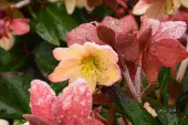 Ciemiernik ogrodowy (Helleborus x hybridus) nazywany jest zimową różą lub różą Bożego Narodzenia, bo potrafi zakwitnąć już pod koniec grudnia. Ma wiele ciekawych odmian o dużych kwiatach barwy białej, różowej, purpurowej, ciemnobordowej, także nakrapianych lub podwójnych.