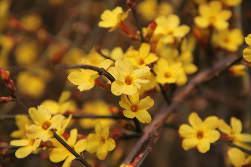 Jaśmin nagokwiatowy (Jasminum nudiflorum) może zakwitnąć już w końcu października, aż do pierwszych mrozów. Ponownie zaczyna kwitnąć już w styczniu, lutym i aż do końca kwietnia, z przerwami w czasie mrozów. Czasem przy bardzo silnym mrozie kwiaty mogą opadać.