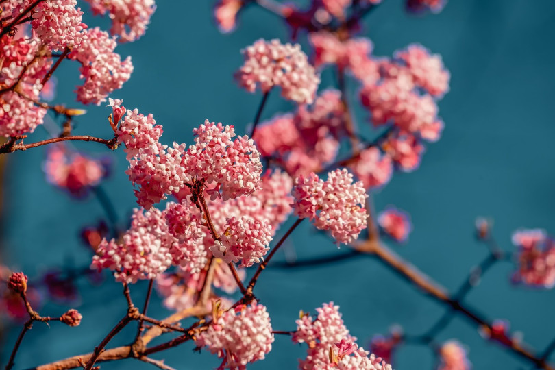 Kalina wonna (Viburnum farreri) to mało znany, choć pięknie kwitnący i pachnący krzew. Drobne, ale intensywnie wonne kwiaty, zebrane w biało-różowe pęczki, pojawiają się w styczniu lub lutym jeszcze zanim na gałęziach pojawią się liście.