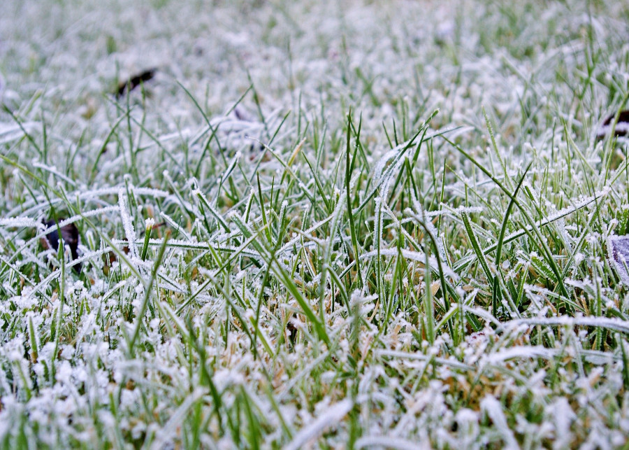trawnik w grudniu fot. Kerstin Riemer - Pixabay