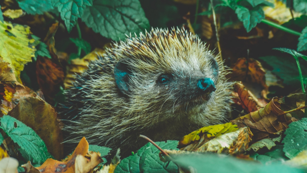 Jeżostrefy w Częstochowie fot. tadeusz lakota - Unsplash