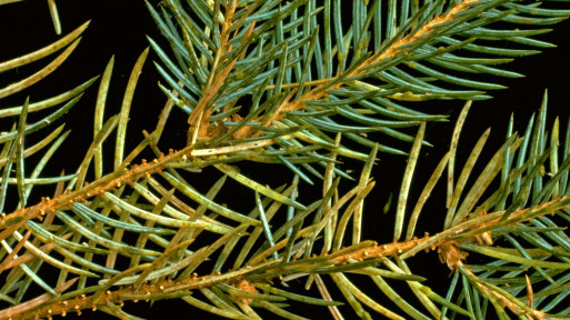 Mszyce na iglakach | Jak się ich pozbyć?