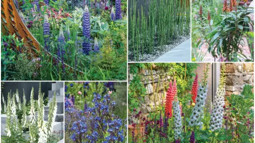 Rośliny z Chelsea Flower Show 2018: klasyka i kolorowe niespodzianki