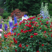 Chelsea Flower Show