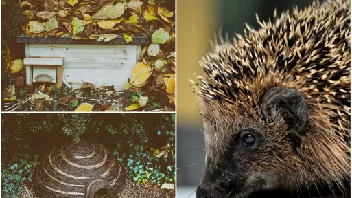 Jak i z czego zbudować domek dla jeża? Sprawdź nasz poradnik i gotowe budki!