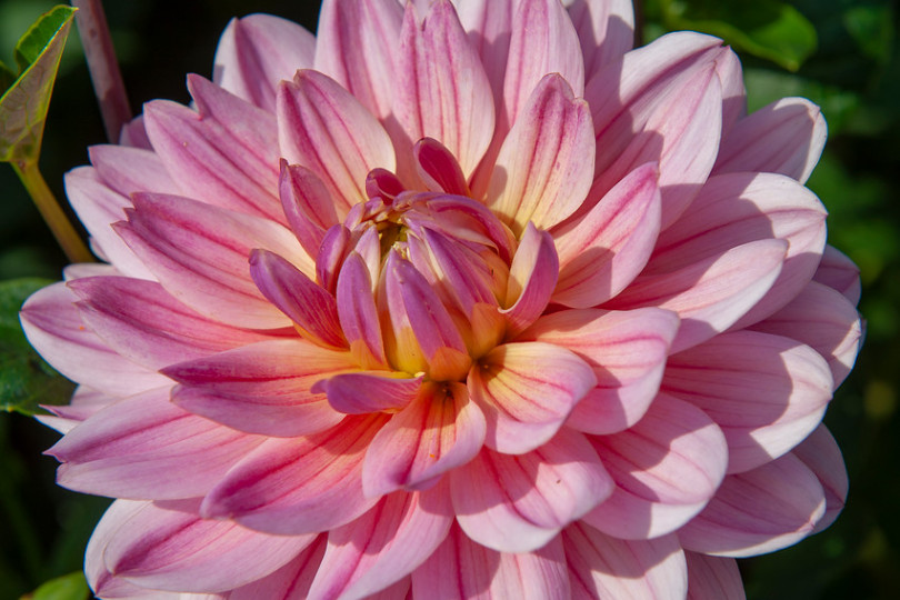 dalia (Dahlia) 'Pink Magic' 