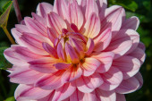 dalia (Dahlia) 'Pink Magic' 