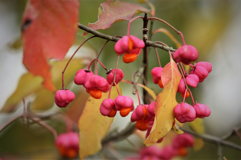 trzmielina pospolita (Euonymus europaeus)