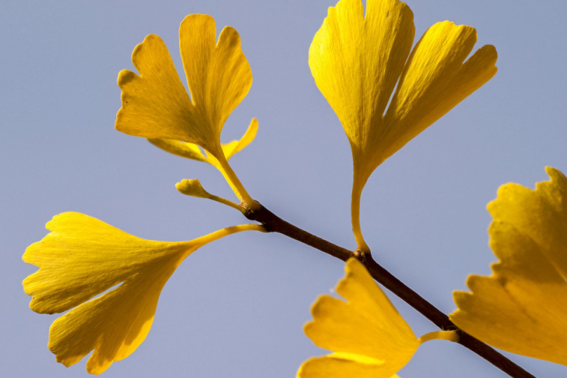 miłorząb japoński (Ginkgo biloba)