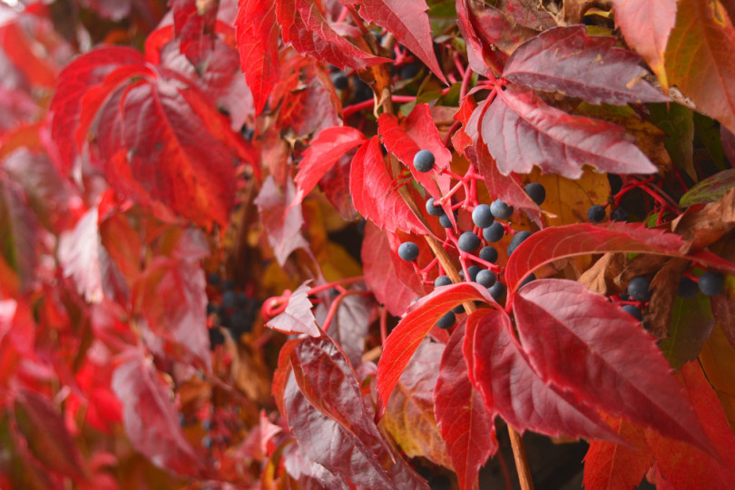 winobluszcz pięciolistkowy (Parthenocissus quinquefolia)