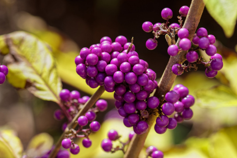 pięknotka Bodiniera (Callicarpa bodinieri)