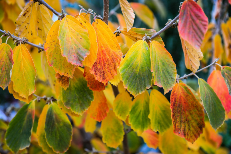 oczar pośredni (Hamamelis xintermedia)