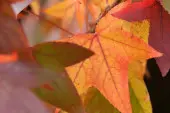ambrowiec amerykański (Liquidambar styraciflua)