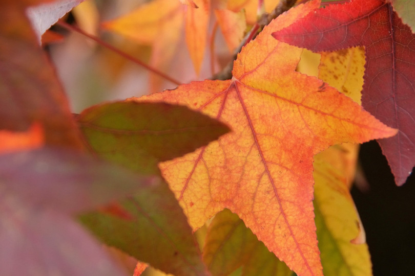 ambrowiec amerykański (Liquidambar styraciflua)