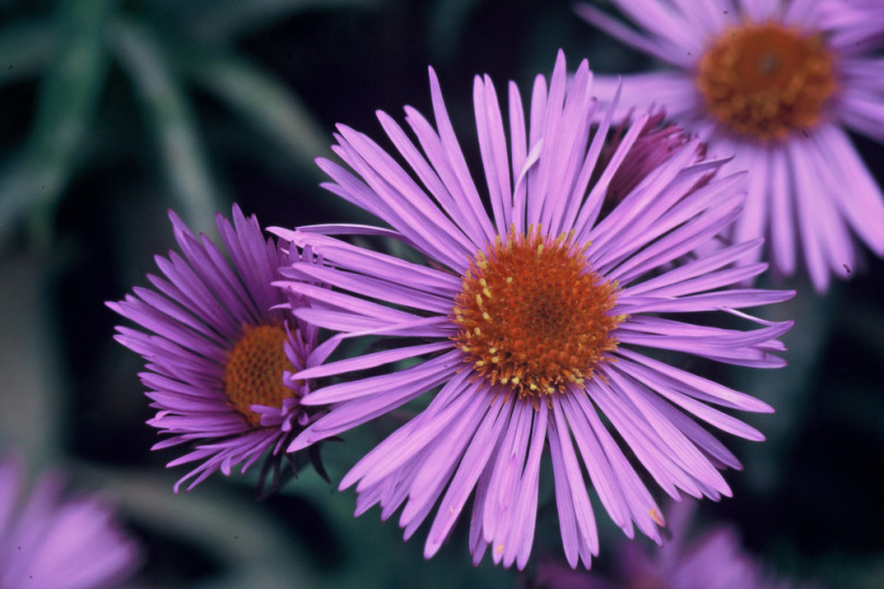 aster (Aster novae-angliae) Barr's Blue