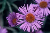aster (Aster novae-angliae) Barr's Blue