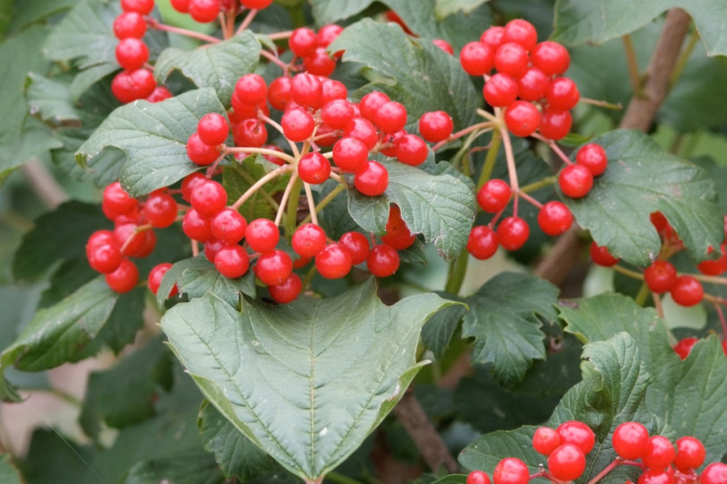 kalina koralowa (Viburnum opulus) 'Compactum'