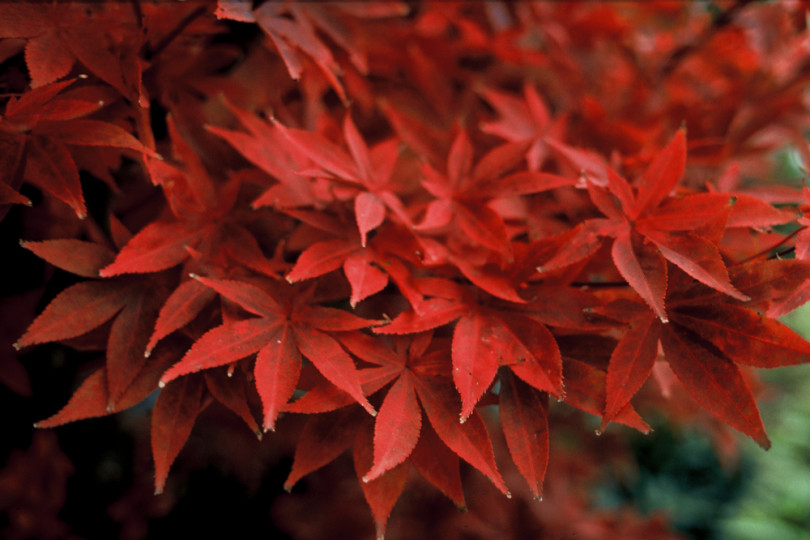 klon palmowy (Acer palmatum) 'Osakazuki'